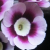 Auricula Ice Maiden - Abriachan Nurseries